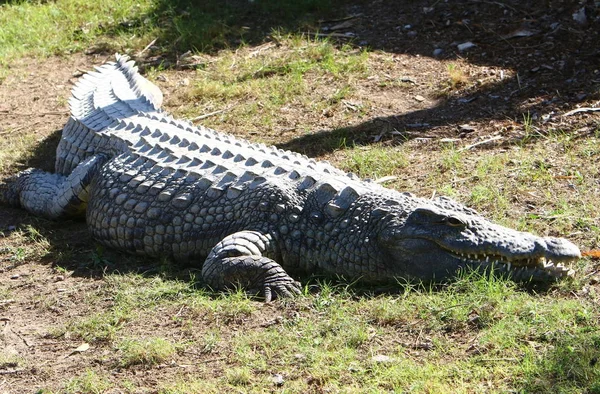 Krokodil wordt verwarmd in de zon — Stockfoto