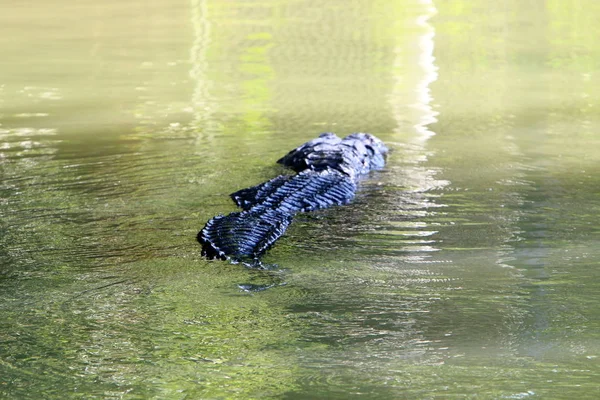 Crocodilo é aquecido ao sol — Fotografia de Stock