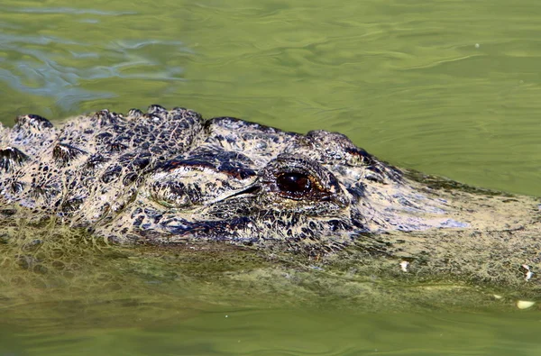 Krokodýl se zahřívá na sluníčku — Stock fotografie