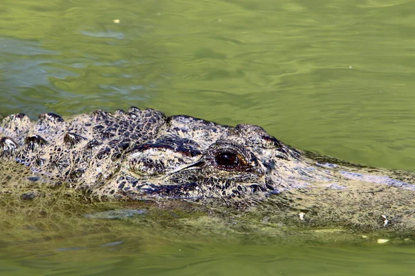 Timsah güneşte ısıtılır 