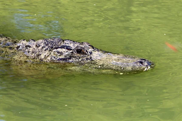 Krokodil fűtik a napsütésben — Stock Fotó