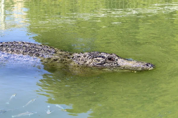 Krokodil wordt verwarmd in de zon — Stockfoto