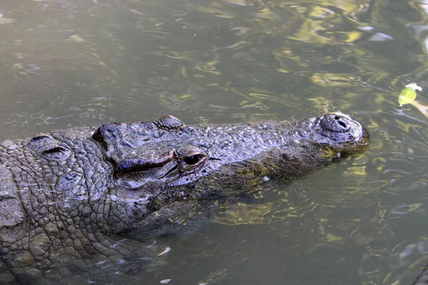 Crocodilo é aquecido ao sol — Fotografia de Stock