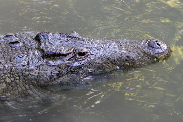 Crocodilo é aquecido ao sol — Fotografia de Stock