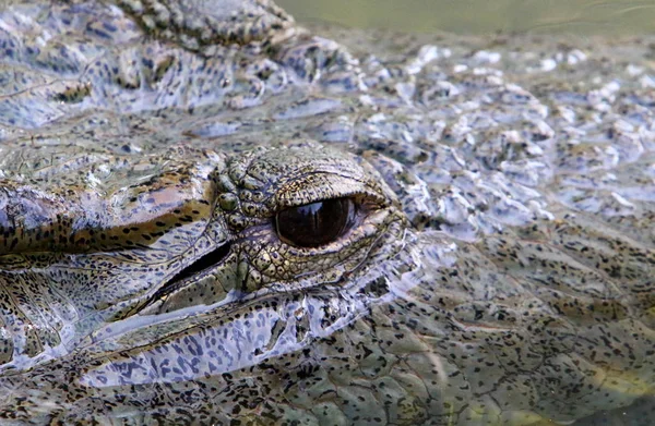 Crocodilo é aquecido ao sol — Fotografia de Stock