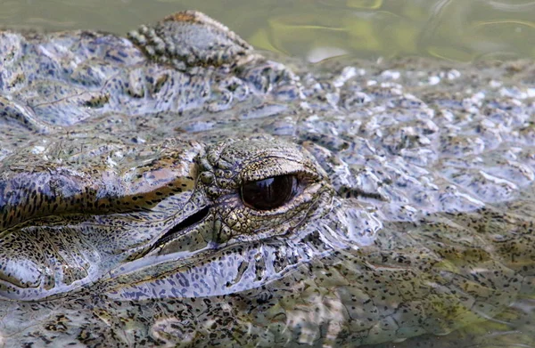 Crocodilo é aquecido ao sol — Fotografia de Stock