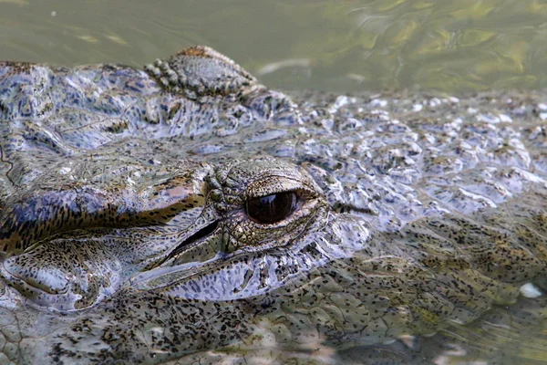 Krokodil är uppvärmd i solen — Stockfoto