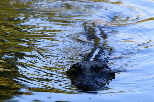 Crocodilo é aquecido ao sol — Fotografia de Stock