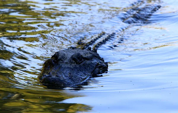 Krokodil wordt verwarmd in de zon — Stockfoto