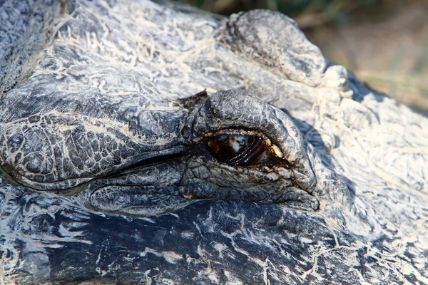 Crocodilo é aquecido ao sol — Fotografia de Stock