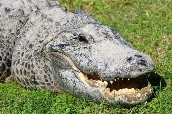 Crocodile is heated in the sun — Stock Photo, Image