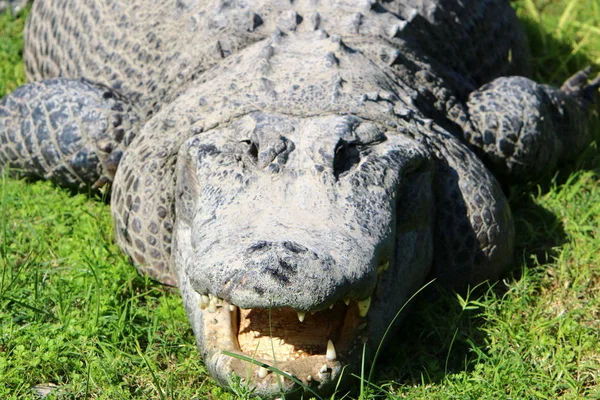 Timsah güneşte ısıtılır 