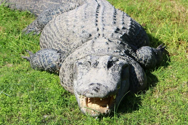 Crocodilo é aquecido ao sol — Fotografia de Stock