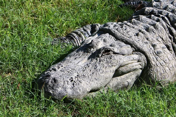 Timsah güneşte ısıtılır 