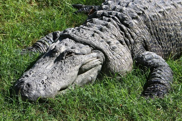 Timsah güneşte ısıtılır 