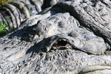 Timsah güneşte ısıtılır 