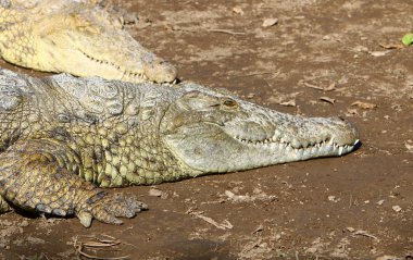 Timsah güneşte ısıtılır 