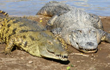 Timsah güneşte ısıtılır 