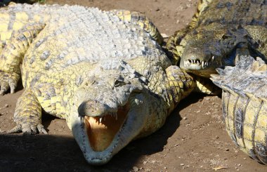 Timsah güneşte ısıtılır 