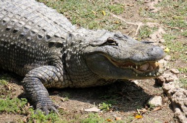 Timsah güneşte ısıtılır 