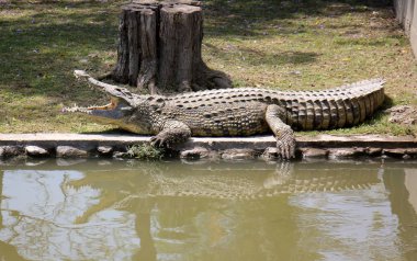 Timsah güneşte ısıtılır 