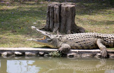 Timsah güneşte ısıtılır 