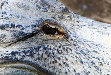 Timsah güneşte ısıtılır 