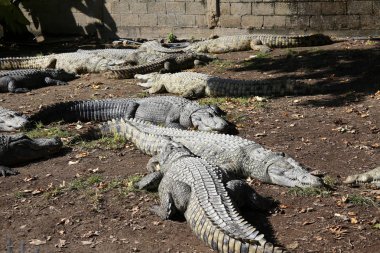 Timsah güneşte ısıtılır 