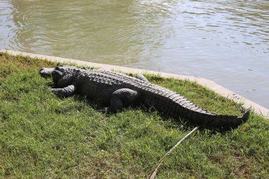 Timsah güneşte ısıtılır 
