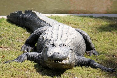 Timsah güneşte ısıtılır 