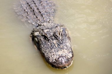 Timsah güneşte ısıtılır 