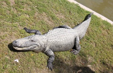 Timsah güneşte ısıtılır 