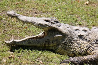 Timsah güneşte ısıtılır 