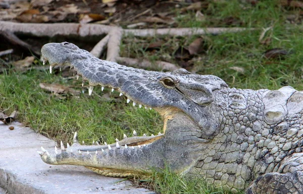 Crocodile is heated in the sun — Stock Photo, Image