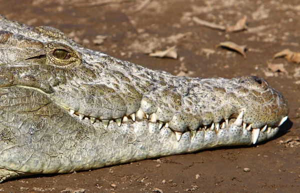 Crocodile is heated in the sun — Stock Photo, Image