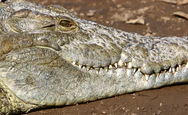 Krokodil är uppvärmd i solen — Stockfoto