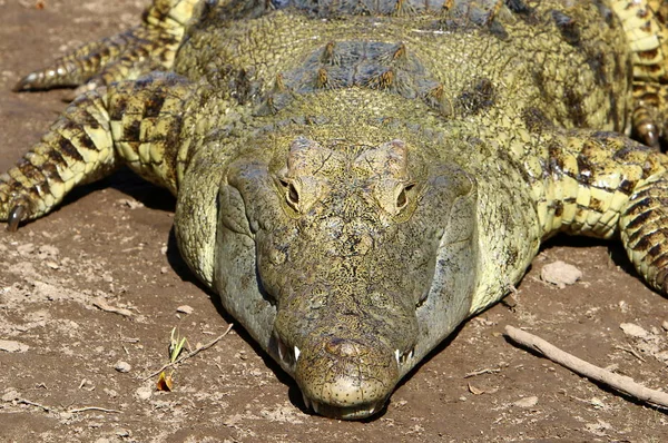 Krokodil fűtik a napsütésben — Stock Fotó