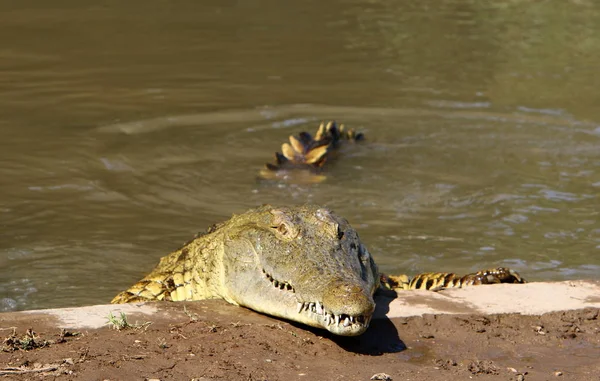 Krokodýl se zahřívá na sluníčku — Stock fotografie