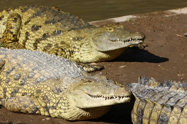 Crocodile is heated in the sun — Stock Photo, Image