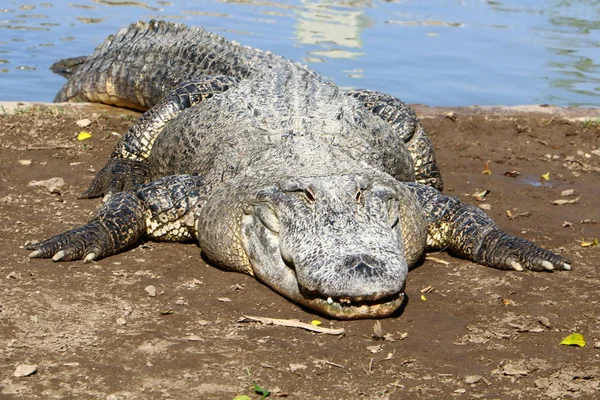 Krokodyl jest podgrzewany w słońcu — Zdjęcie stockowe