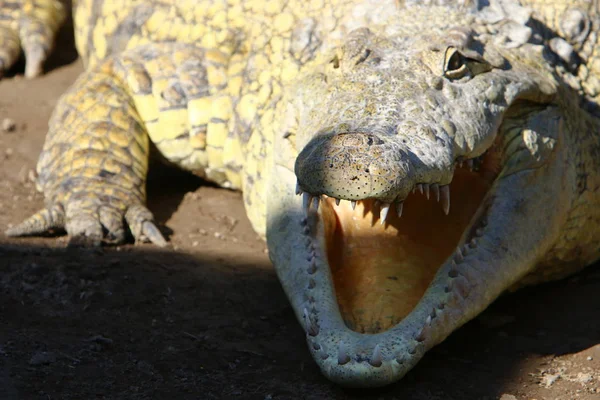 Krokodil är uppvärmd i solen — Stockfoto