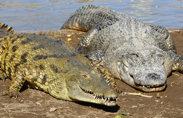 Crocodile is heated in the sun — Stock Photo, Image