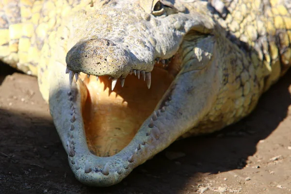 Krokodil är uppvärmd i solen — Stockfoto