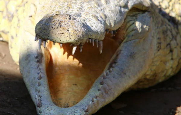 Krokodyl jest podgrzewany w słońcu — Zdjęcie stockowe