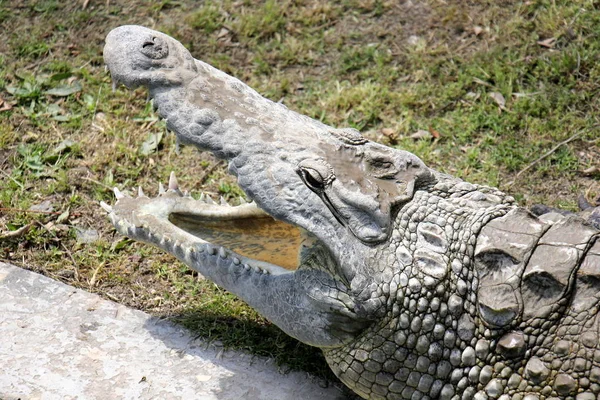 Krokodil wird in der Sonne erhitzt — Stockfoto