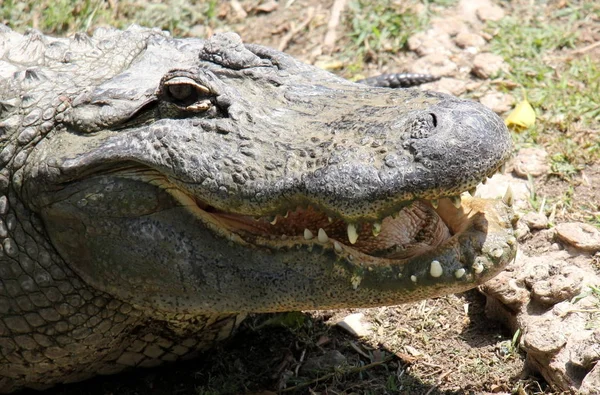 Krokodil fűtik a napsütésben — Stock Fotó