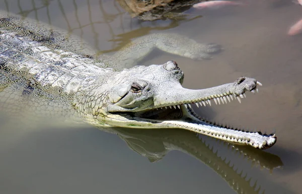 Krokodil är uppvärmd i solen — Stockfoto