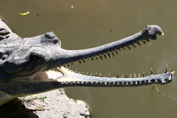 Krokodil fűtik a napsütésben — Stock Fotó