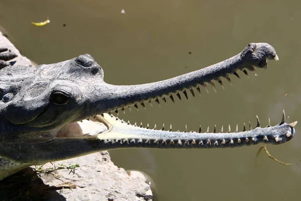 Krokodil wordt verwarmd in de zon — Stockfoto