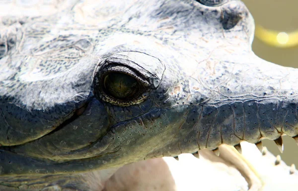 Crocodile est chauffé au soleil — Photo